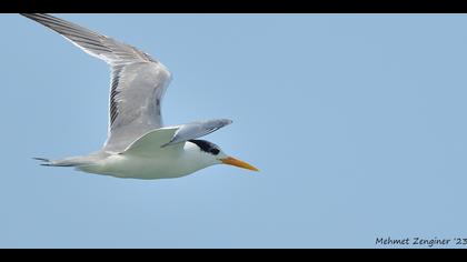 Tepeli sumru » Lesser Crested Tern » Thalasseus bengalensis