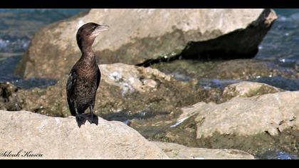 Küçük karabatak » Pygmy Cormorant » Microcarbo pygmaeus