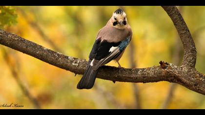 Alakarga » Eurasian Jay » Garrulus glandarius