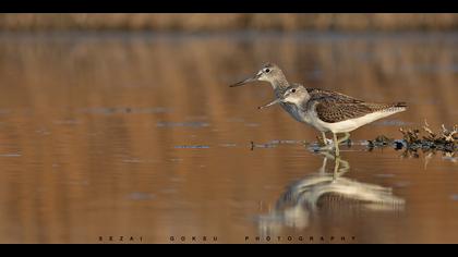 Yeşilbacak » Common Greenshank » Tringa nebularia