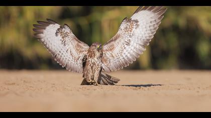 Şahin » Common Buzzard » Buteo buteo