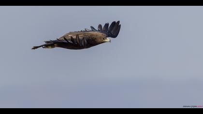 Büyük orman kartalı » Greater Spotted Eagle » Clanga clanga