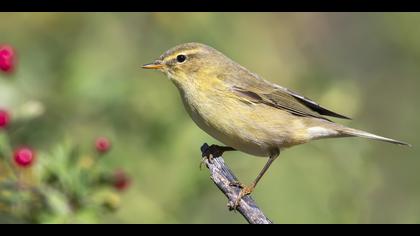 Söğütbülbülü » Willow Warbler » Phylloscopus trochilus