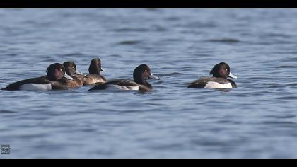 Tepeli patka » Tufted Duck » Aythya fuligula