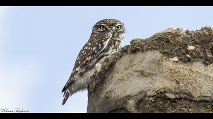 Kukumav » Little Owl » Athene noctua