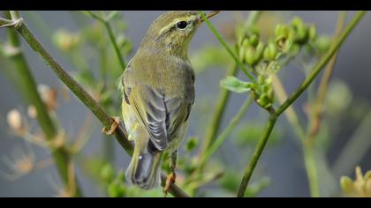 Söğütbülbülü » Willow Warbler » Phylloscopus trochilus