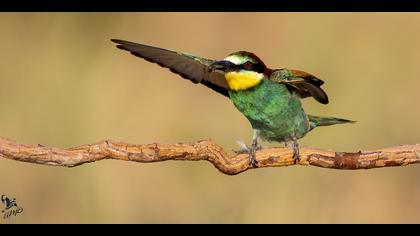 Arıkuşu » European Bee-eater » Merops apiaster