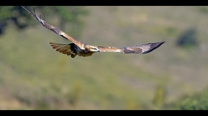 Kızıl şahin » Long-legged Buzzard » Buteo rufinus