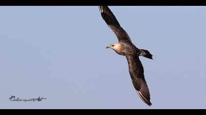 Korsanmartı » Parasitic Jaeger » Stercorarius parasiticus