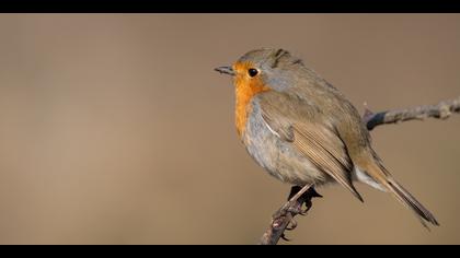 Kızılgerdan » European Robin » Erithacus rubecula