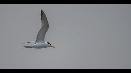 Tepeli sumru » Lesser Crested Tern » Thalasseus bengalensis