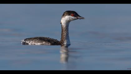 Kulaklı batağan » Horned Grebe » Podiceps auritus