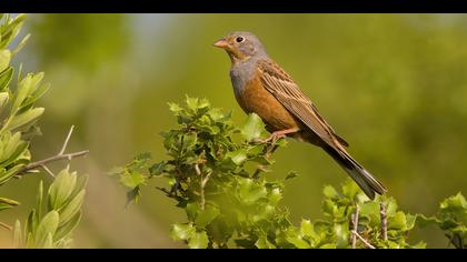 Kızıl kirazkuşu » Cretzschmar`s Bunting » Emberiza caesia