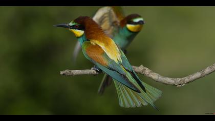 Arıkuşu » European Bee-eater » Merops apiaster