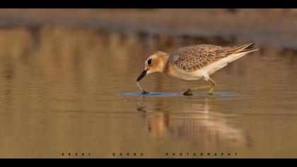 Büyük cılıbıt » Greater Sand Plover » Charadrius leschenaultii