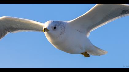 Küçük gümüş martı » Mew Gull » Larus canus