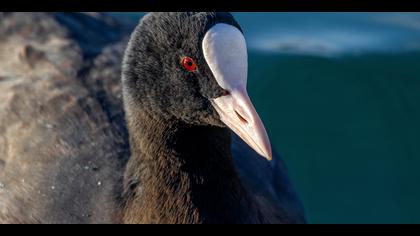 Sakarmeke » Eurasian Coot » Fulica atra