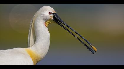 Kaşıkçı » Eurasian Spoonbill » Platalea leucorodia