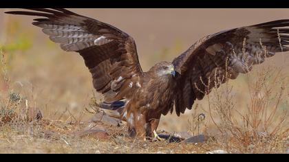 Kara çaylak » Black Kite » Milvus migrans