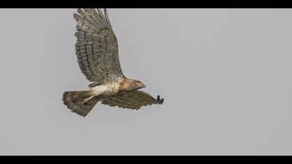 Yılan kartalı » Short-toed Snake Eagle » Circaetus gallicus