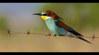 Arıkuşu » European Bee-eater » Merops apiaster