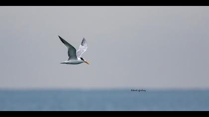 Tepeli sumru » Lesser Crested Tern » Thalasseus bengalensis