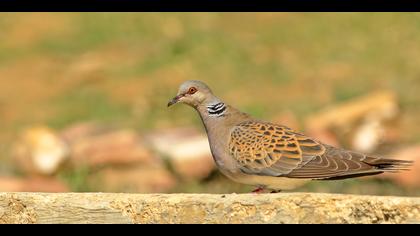 Üveyik » European Turtle Dove » Streptopelia turtur