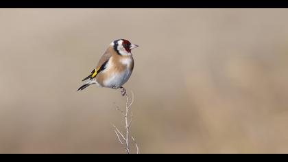 Saka » European Goldfinch » Carduelis carduelis