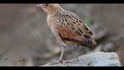 Bıldırcınkılavuzu » Corn Crake » Crex crex