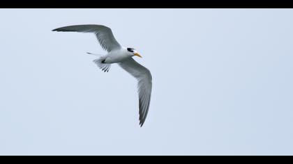 Tepeli sumru » Lesser Crested Tern » Thalasseus bengalensis