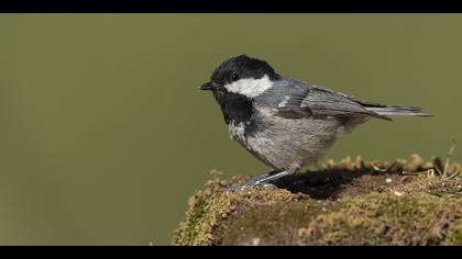 Çam baştankarası » Coal Tit » Periparus ater