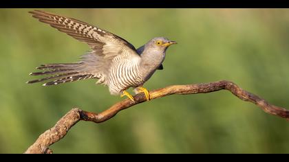 Guguk » Common Cuckoo » Cuculus canorus