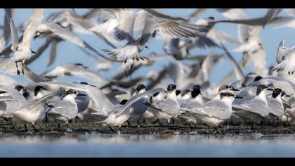 Karagagalı sumru » Sandwich Tern » Thalasseus sandvicensis