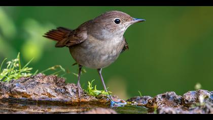 Bülbül » Common Nightingale » Luscinia megarhynchos