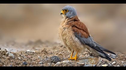 Küçük kerkenez » Lesser Kestrel » Falco naumanni