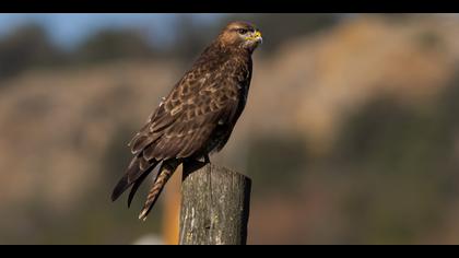 Şahin » Common Buzzard » Buteo buteo