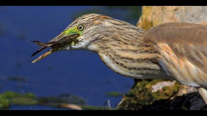 Alaca balıkçıl » Squacco Heron » Ardeola ralloides