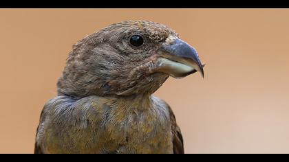 Çaprazgaga » Red Crossbill » Loxia curvirostra