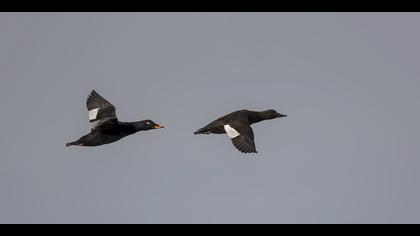 Kadife ördek » Velvet Scoter » Melanitta fusca