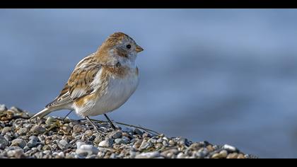 Alaca kirazkuşu » Snow Bunting » Plectrophenax nivalis