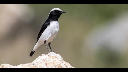 Aksırtlı kuyrukkakan » Finsch`s Wheatear » Oenanthe finschii