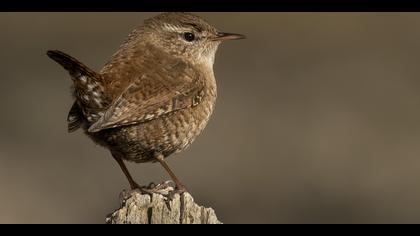 Çitkuşu » Eurasian Wren » Troglodytes troglodytes