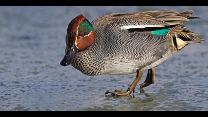 Çamurcun » Eurasian Teal » Anas crecca