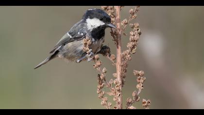 Çam baştankarası » Coal Tit » Periparus ater