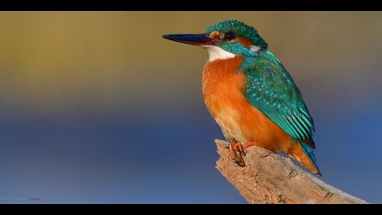 Yalıçapkını » Common Kingfisher » Alcedo atthis