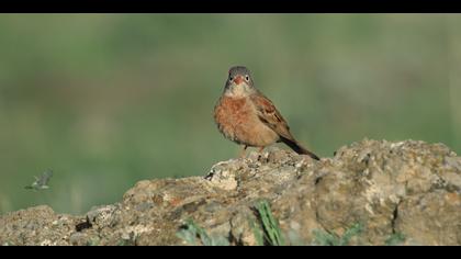 Doğu kirazkuşu » Grey-necked Bunting » Emberiza buchanani