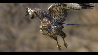 Şahin » Common Buzzard » Buteo buteo