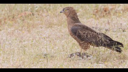 Arı şahini » European Honey Buzzard » Pernis apivorus