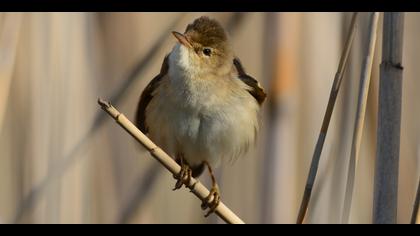 Çalı kamışçını » Marsh Warbler » Acrocephalus palustris