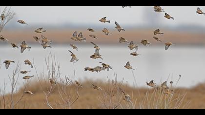 Ketenkuşu » Common Linnet » Linaria cannabina